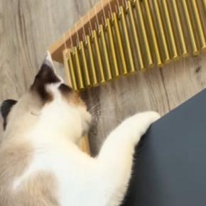 壁際にある『ウインドチャイム』を見つめる猫→触れてみると……まさかの光景に23万いいね「素晴らしい音色」「本当に凄いし天才」と絶賛