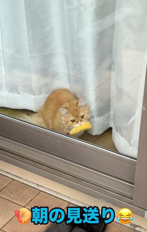 エビフライをくわえた窓辺の猫2