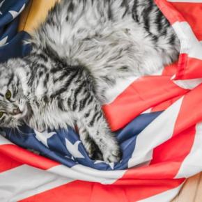 国民にラジオで捜索を呼びかけ　行方不明になった大統領の「放浪猫」　米国