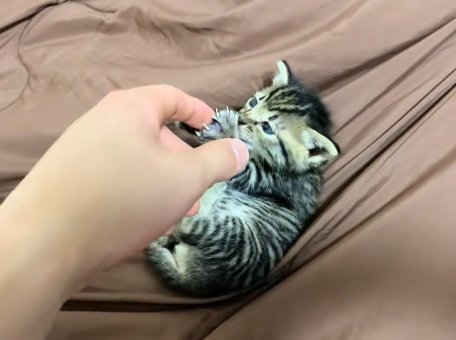 シーツの上で転がって飼い主の指にじゃれついている子猫