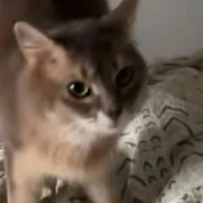 飼い主が起きるのを待つ猫→起床した次の瞬間…嬉しさ大爆発の『まさかの反応』に１万いいね「すごい、見たことない」「めちゃくちゃ可愛い」