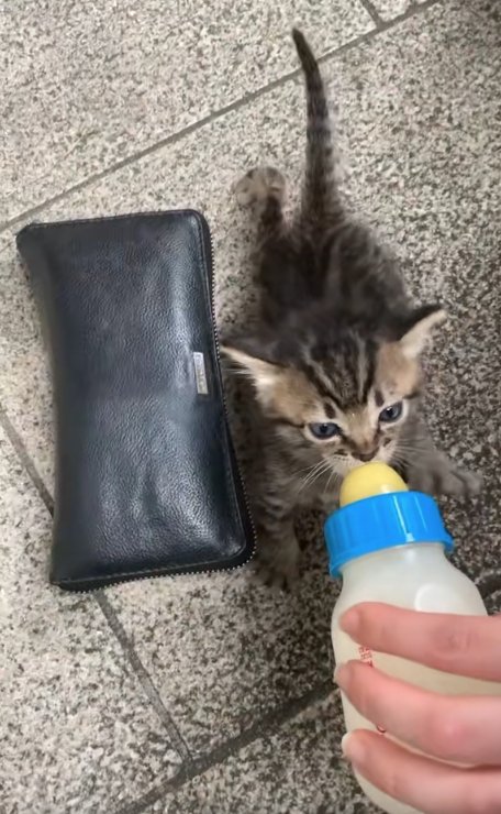 ミルクを飲んでいる子猫