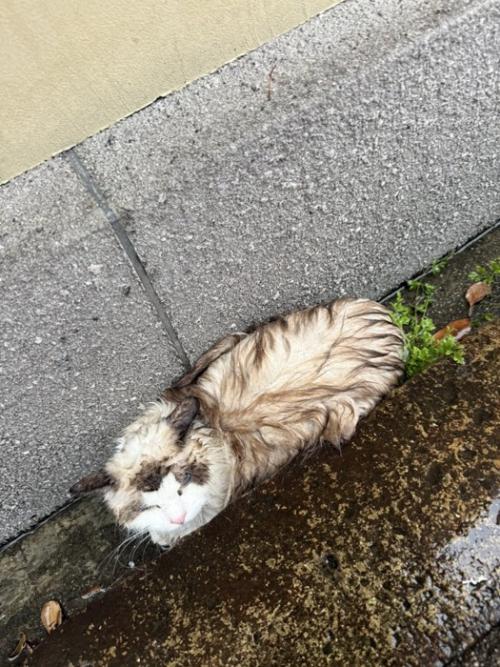 ずぶ濡れの猫