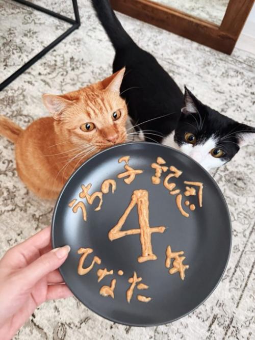 おやつで文字を書いた皿と2匹の猫