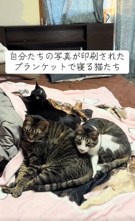 3匹で固まっている猫たち