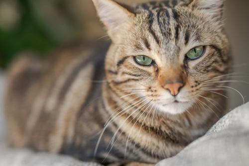 見つめる猫