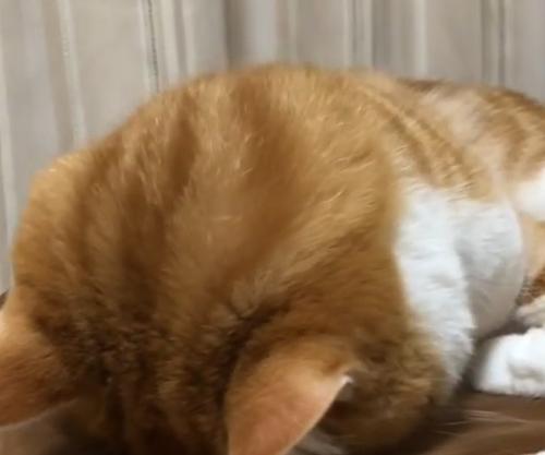 うつ伏せになっている猫（向かって斜め右側）