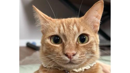 猫の顔