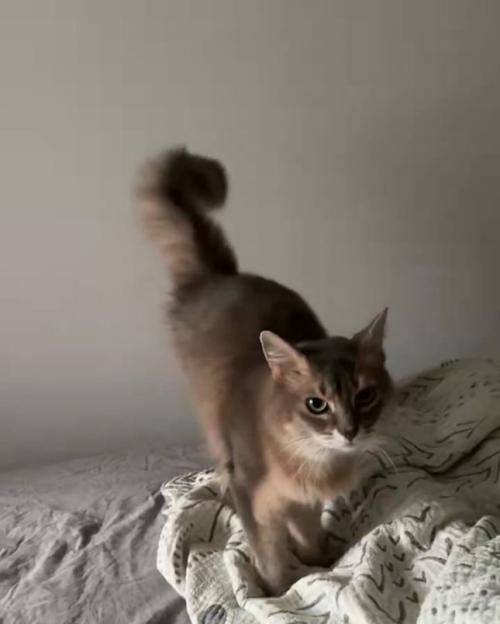 しっぽが揺れる猫