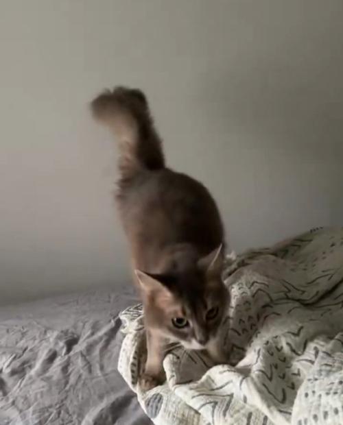上目遣いの猫