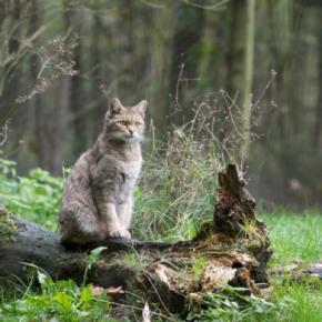 猫の『頭の良さ』に感心させられる瞬間3つ　想像以上に考えて生きている？賢い行動が取れる理由もご紹介