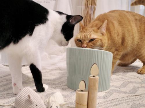 必死の形相でおやつを舐める猫と横で見ている白黒猫