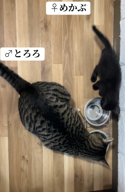 先住猫の上で寝る子猫