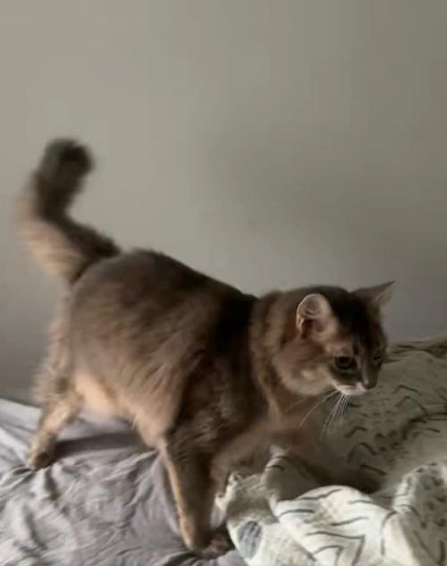 起きるのを待つ猫