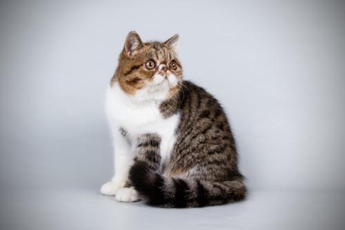お座りしているエキゾチックショートヘア