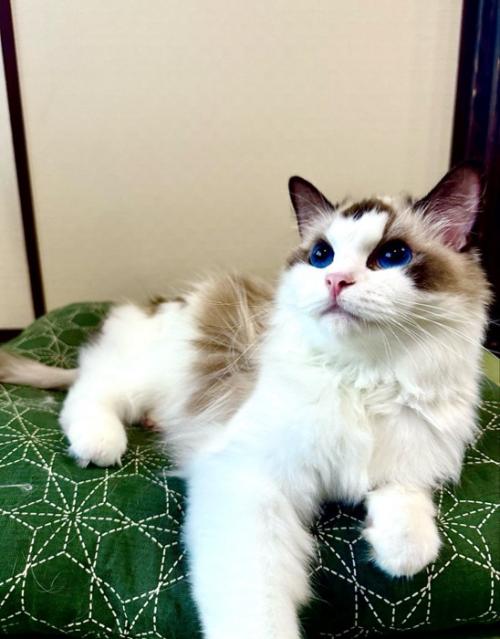 寝そべる猫