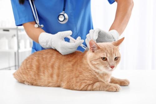 ワクチン接種をする猫