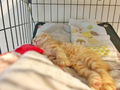 寝ている子猫