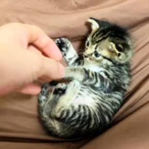 保護当初は『手のひらサイズだった子猫』→５年後……「想像をはるかに超えてきたｗ」驚きのビフォーアフターが52万再生「ボスになってるｗ」