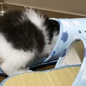 家に来てすぐに探検を始めた保護子猫→２時間後に見せた『まさかの光景』に癒される人が続出「素晴らしい適応力ｗ」「可愛すぎるぜ」と反響