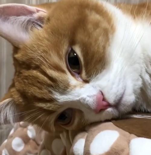 横になっている猫のアップ