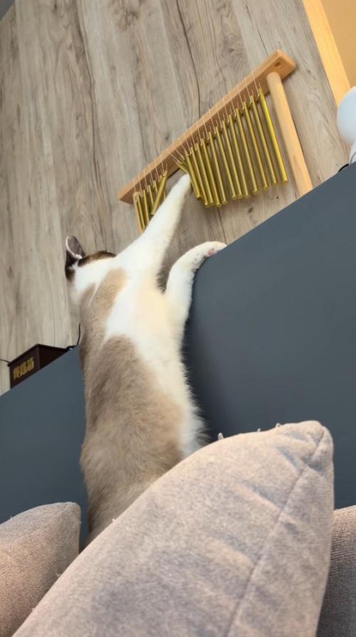 ウインドチャイムを前足で揺らす猫
