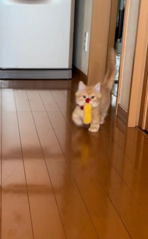 エビフライをくわえて歩く猫