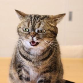 猫が『不機嫌』になっているときのサイン4つ　気持ちを見極めるコツから飼い主にできることまで