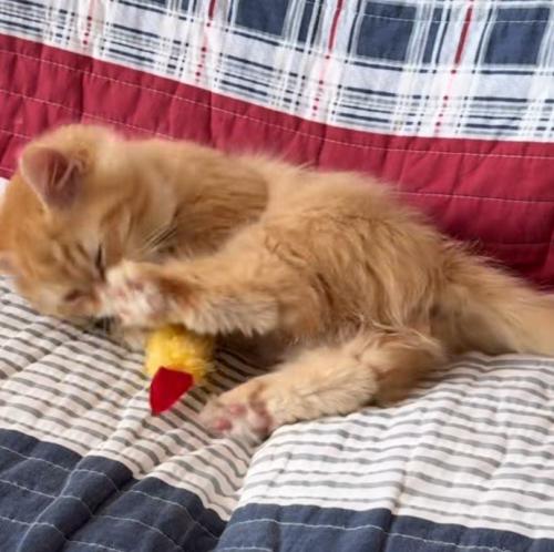 ソファでエビフライで遊ぶ猫1