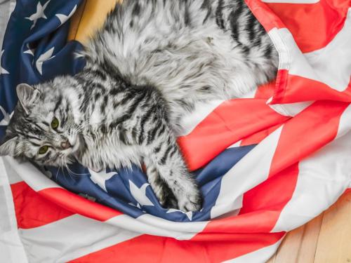 星条旗に横たわる猫