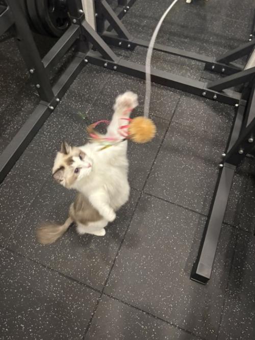 おもちゃで遊ぶ猫