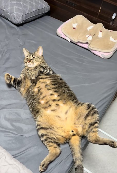 人間のベッドの上でひっくり返っている猫