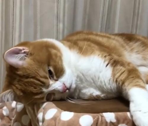 横になっている猫がうっすら目を開ける