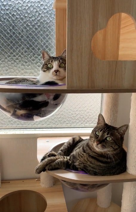 透明なボウルに入っている2匹の猫