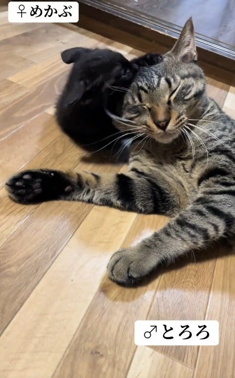 先住猫と遊ぶ子猫