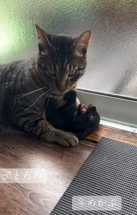 ごはんをたべている先住猫と子猫