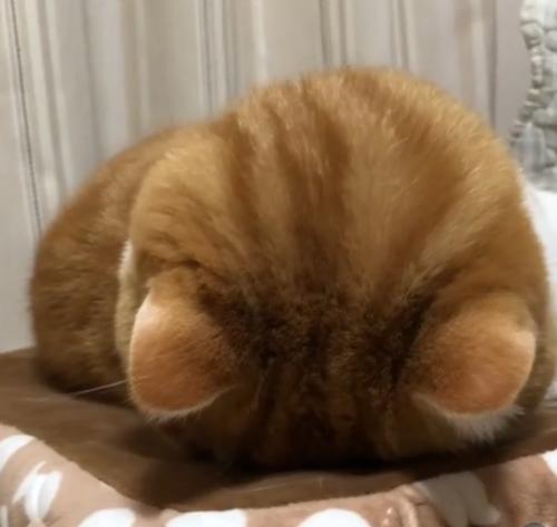 うつ伏せになっている猫の頭頂部（正面）