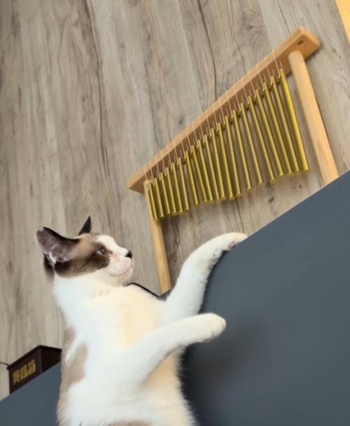 ウインドチャイムの音に聴き入る猫