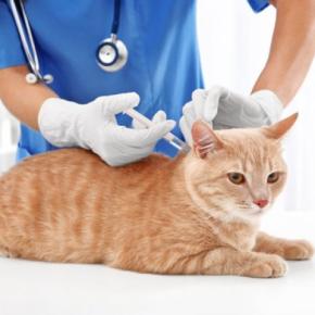 猫がかかると致命的な『危ない感染症』3選　主な原因や症状、予防のためにできることまで解説