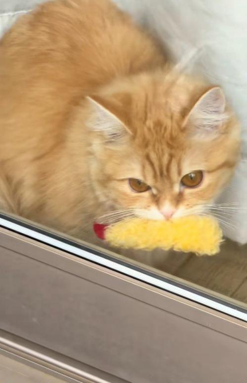 エビフライをくわえた窓辺の猫（アップ）1