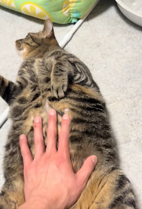 お腹に手を乗せられているひっくり返った猫