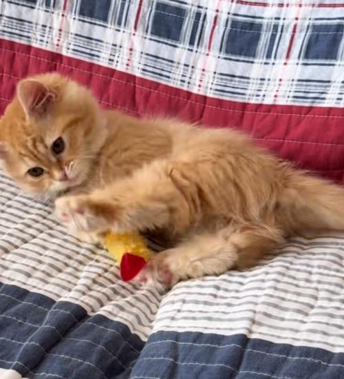 ソファでエビフライで遊ぶ猫2