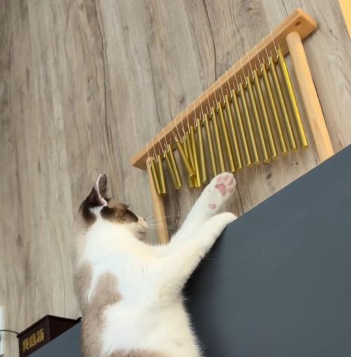 ウインドチャイムを前足で鳴らす猫