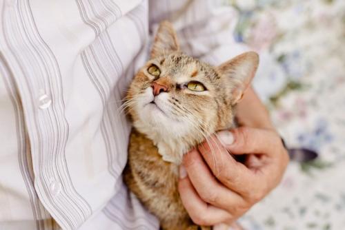 猫をなでる男性