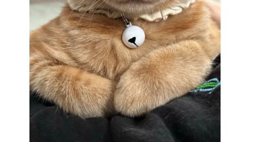 猫の体
