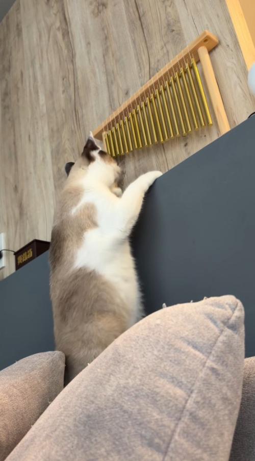 ソファの上に立ち上がってウインドチャイムに近づく猫