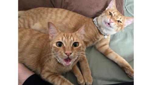 室内にいる猫