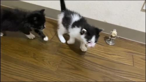 歩く子猫たち
