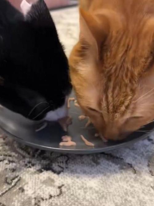 おやつを舐める2匹の猫