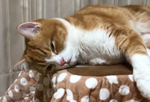 横になっている猫の目がほぼ閉じ掛かっている